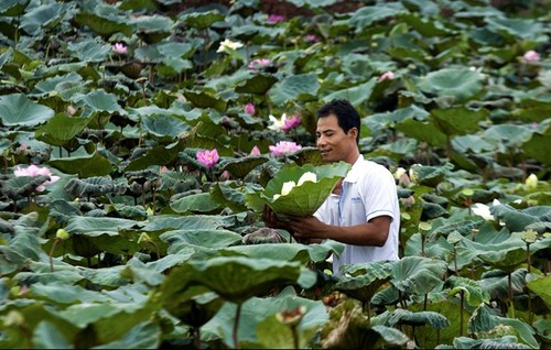 Colourful lotus pond in the suburbs of Hanoi - ảnh 11